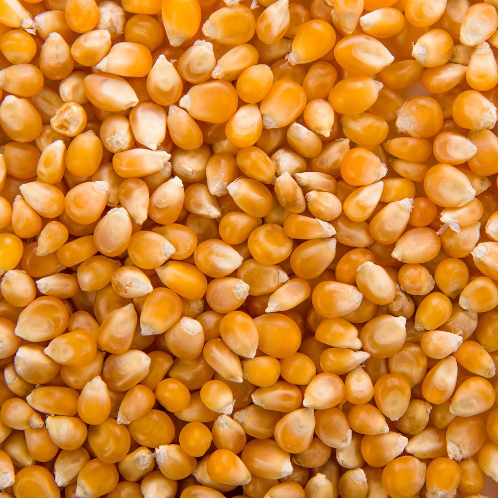 Maize - photo 2